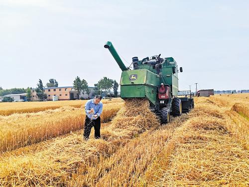 6月8日，在石家庄市藁城區南營鎮土山村的麥地裡，種糧大戶蘇吉平正在查看收割情況。 河北日報記者 周 潔攝