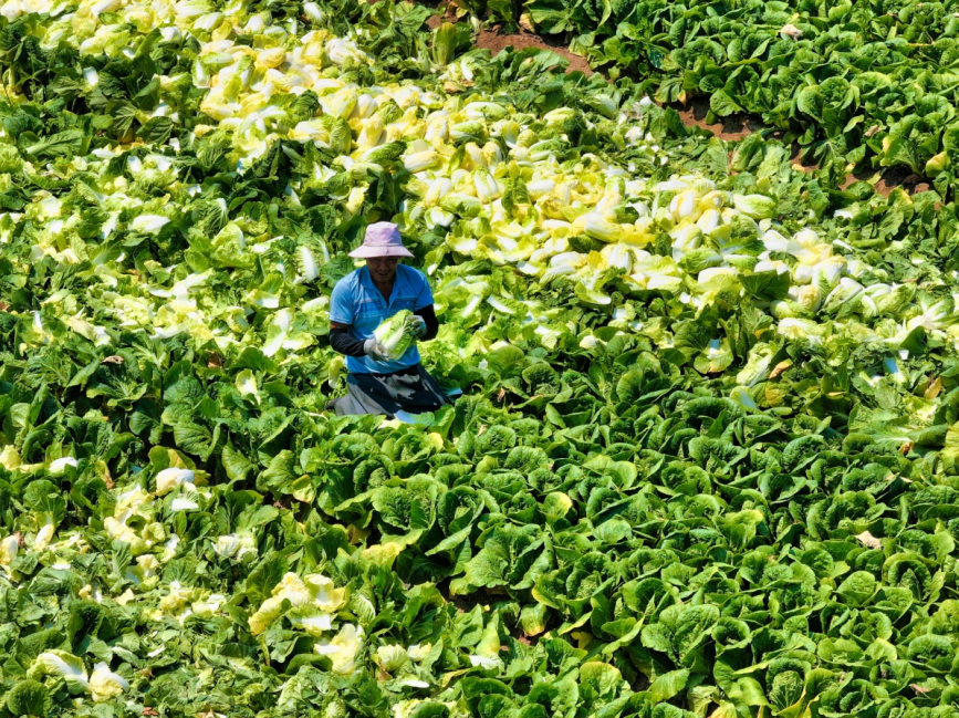 在河北省唐山市豐南區大新庄鎮杜林村蔬菜種植基地內，農戶們正忙著收獲娃娃菜。畢帥攝