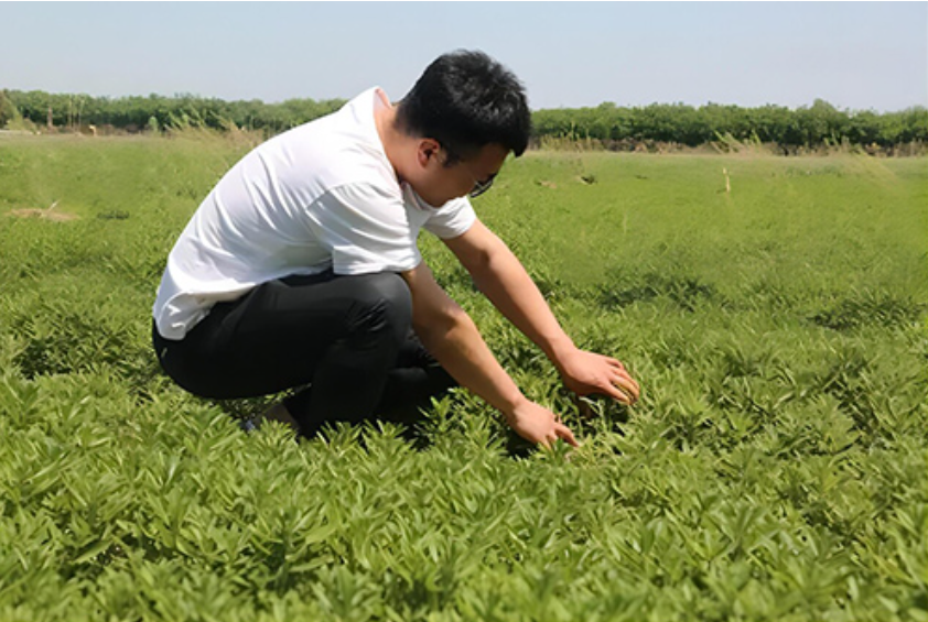 5月22日，保定市定兴县大学生农业职业经理人张臣在田间查看养心菜长势。王艺霖摄