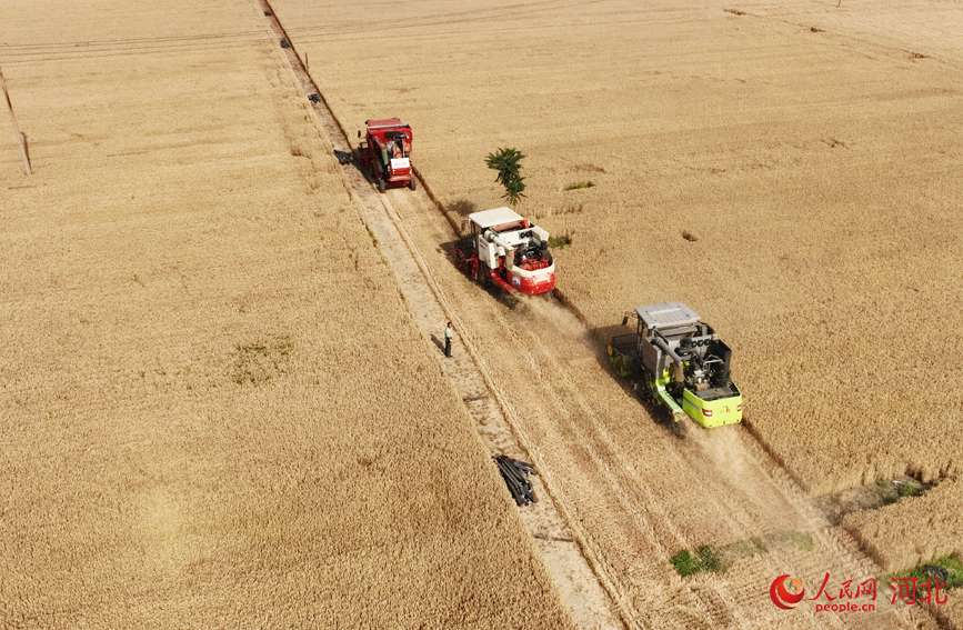 联合收割机在定州市西朱谷村农业科技示范园小麦高产示范田收割小麦。人民网记者 周博摄