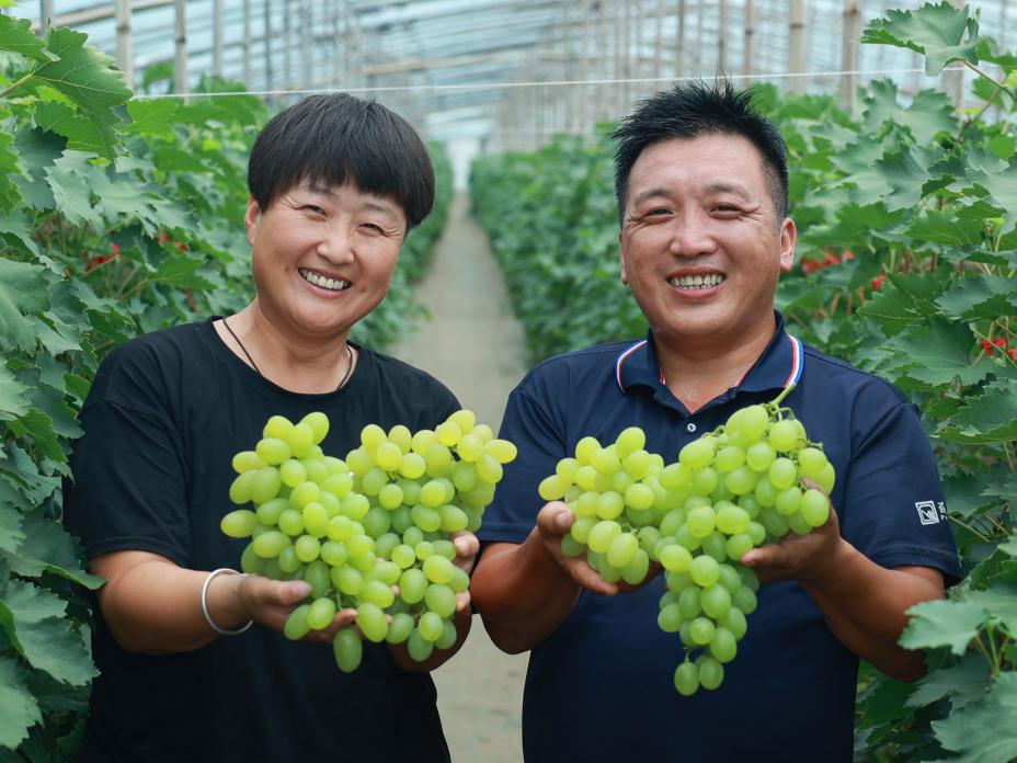 葡萄喜获丰收，果农喜笑颜开。娄雅坤摄