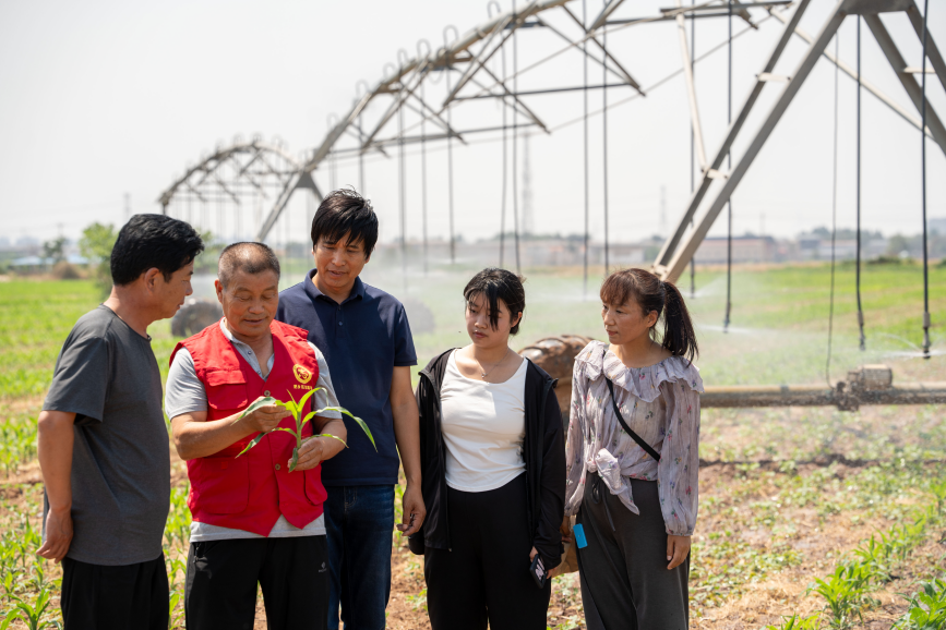 6月19日，在河北省邯鄲市肥鄉區辛安鎮鎮前賈庄村，農技專家指導農戶進行玉米農田管理。薛建東攝