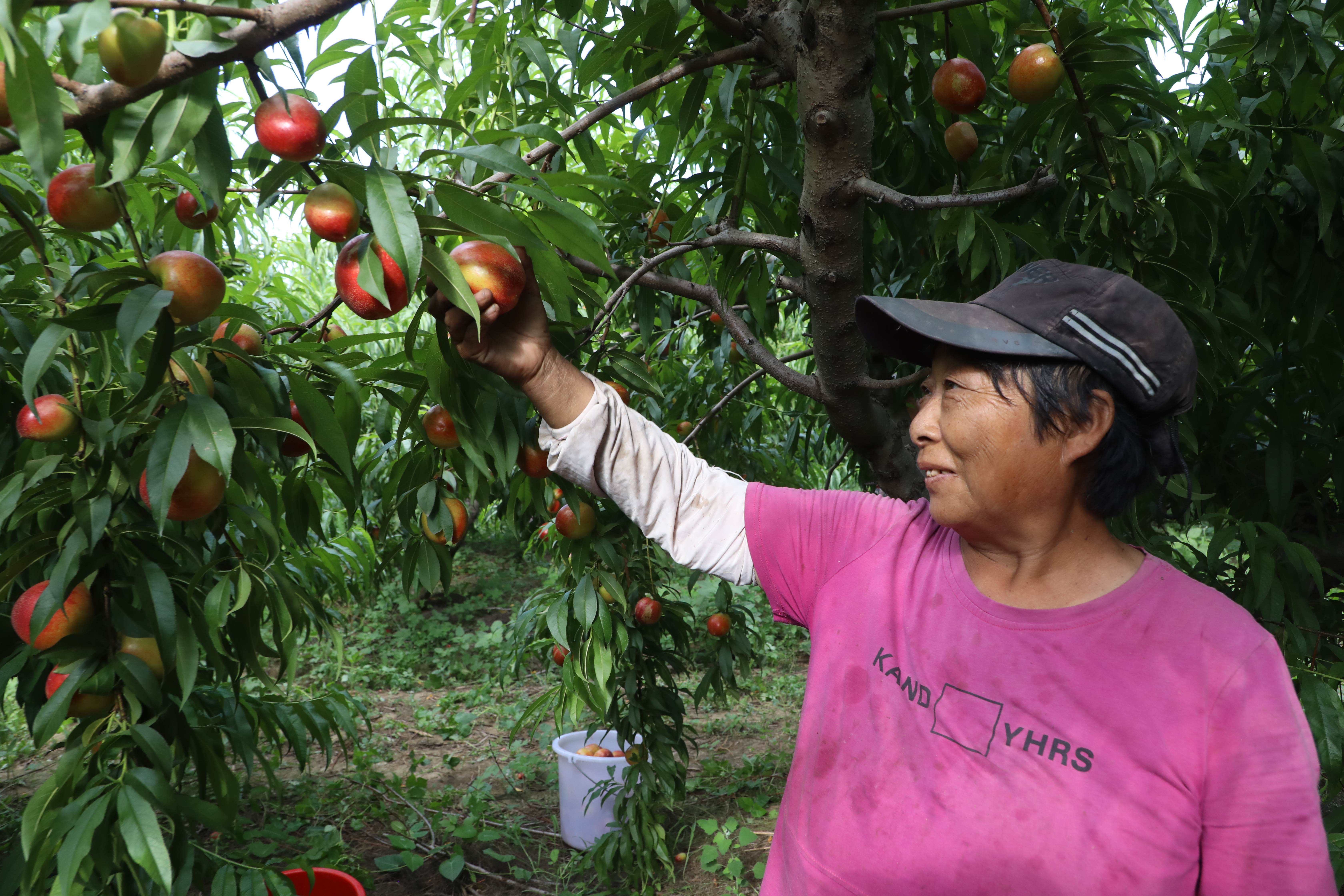 在香河县渠口镇油桃种植基地，果农在采摘油桃。陈宏儒摄