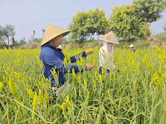 河北顺平县东韩童村村民正在采摘黄花菜。赵端摄