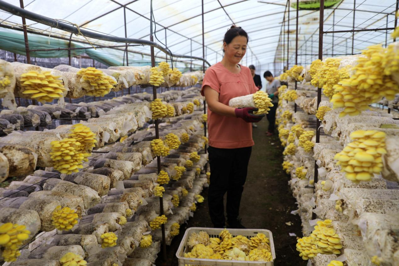 平泉市桲欏樹鎮食用菌生產基地的農民正在採摘榆黃蘑。李平文攝