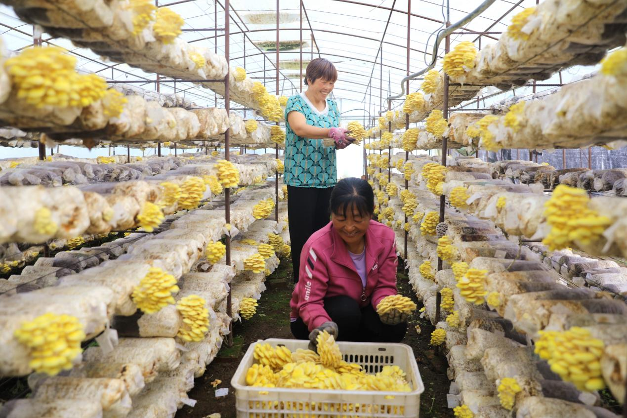 平泉市桲欏樹鎮食用菌生產基地的農民正在採摘榆黃蘑。李平文攝