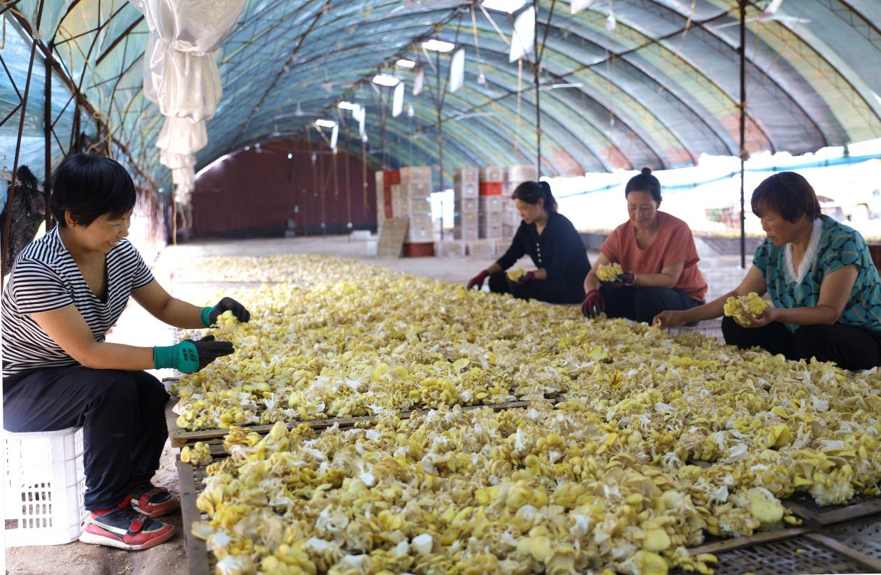 平泉市桲欏樹鎮食用菌生產基地的農民正在挑選榆黃蘑。李平文攝