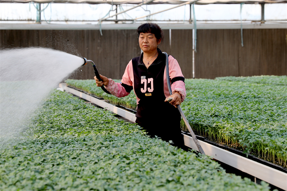 7月11日，工人在西辛庄村蔬菜育苗专业合作社的育苗大棚里给蔬菜秧苗喷水。刘巨雷摄