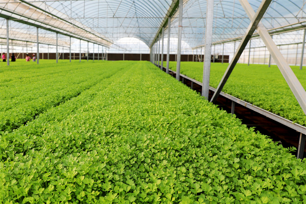 7月11日,西辛庄村蔬菜育苗專業合作社的育苗大棚裡芹菜秧苗長勢喜人。劉巨雷攝