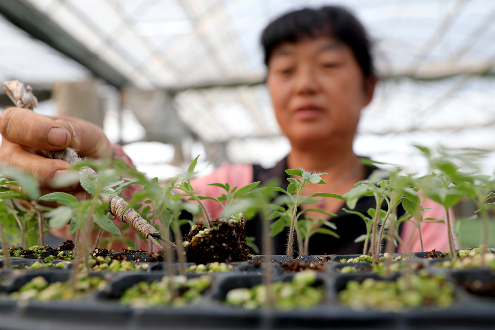 7月11日，工人在西辛庄村蔬菜育苗专业合作社的育苗大棚里调苗。刘巨雷摄