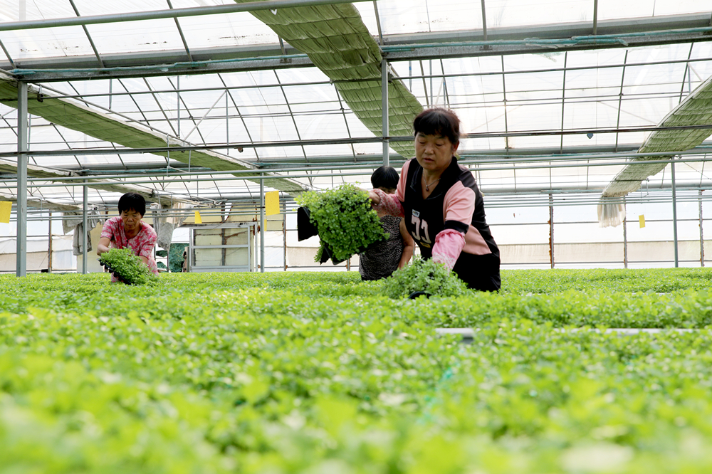 7月11日，工人在西辛庄村蔬菜育苗专业合作社的育苗大棚里给蔬菜秧苗并盘。刘巨雷摄