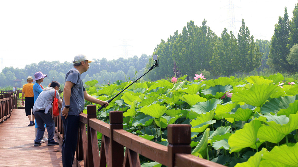 7月15日，香河县刘宋镇“万亩荷塘”的荷花进入盛开期，吸引众多游客驻足观赏。朱钰爽摄