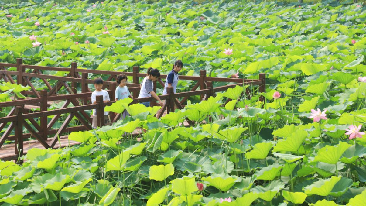 香河縣劉宋鎮“萬畝荷塘”荷花競相綻放。朱鈺爽攝