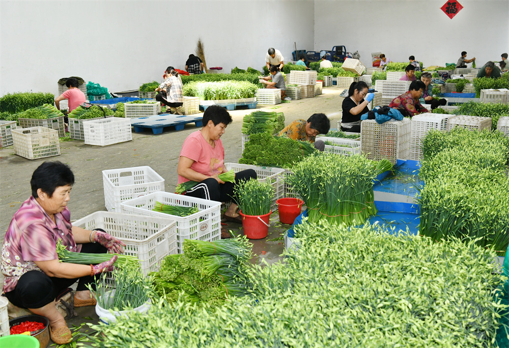 7月19日，工人在肅寧縣邵庄鄉朱庄村大眾蔬菜種植合作社韭苔初篩車間工作。苑立偉攝