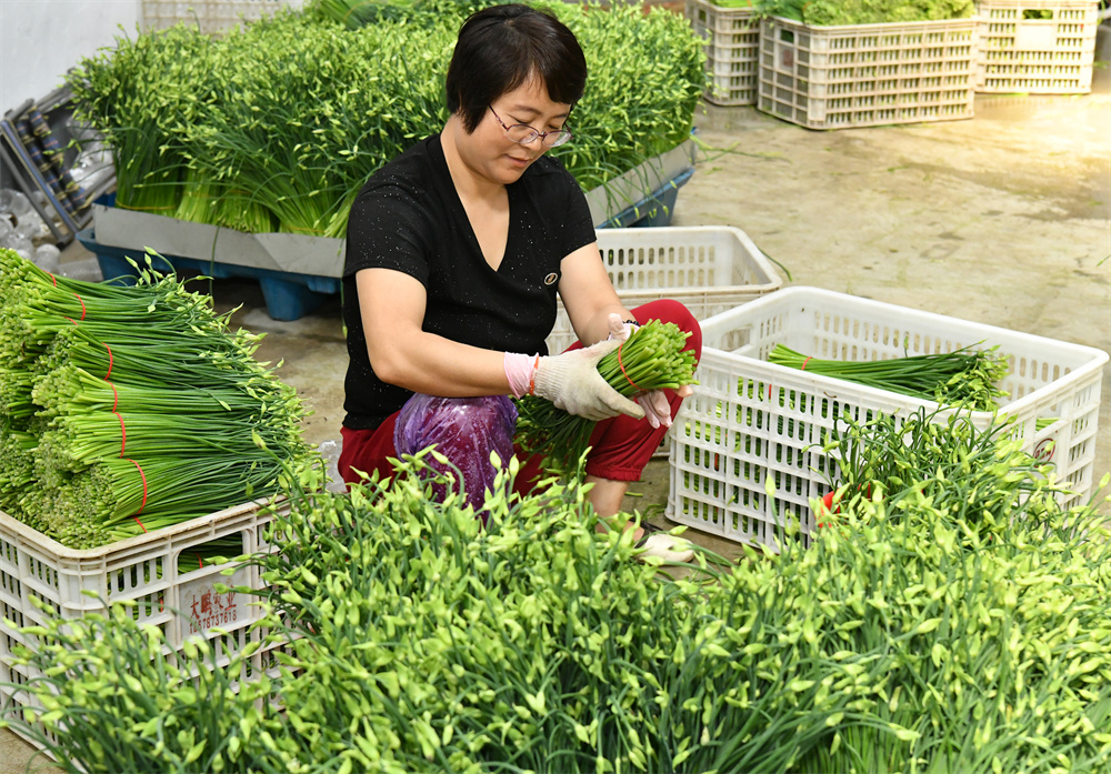 7月19日，工人在肅寧縣邵庄鄉朱庄村大眾蔬菜種植合作社韭苔初篩車間工作。苑立偉攝