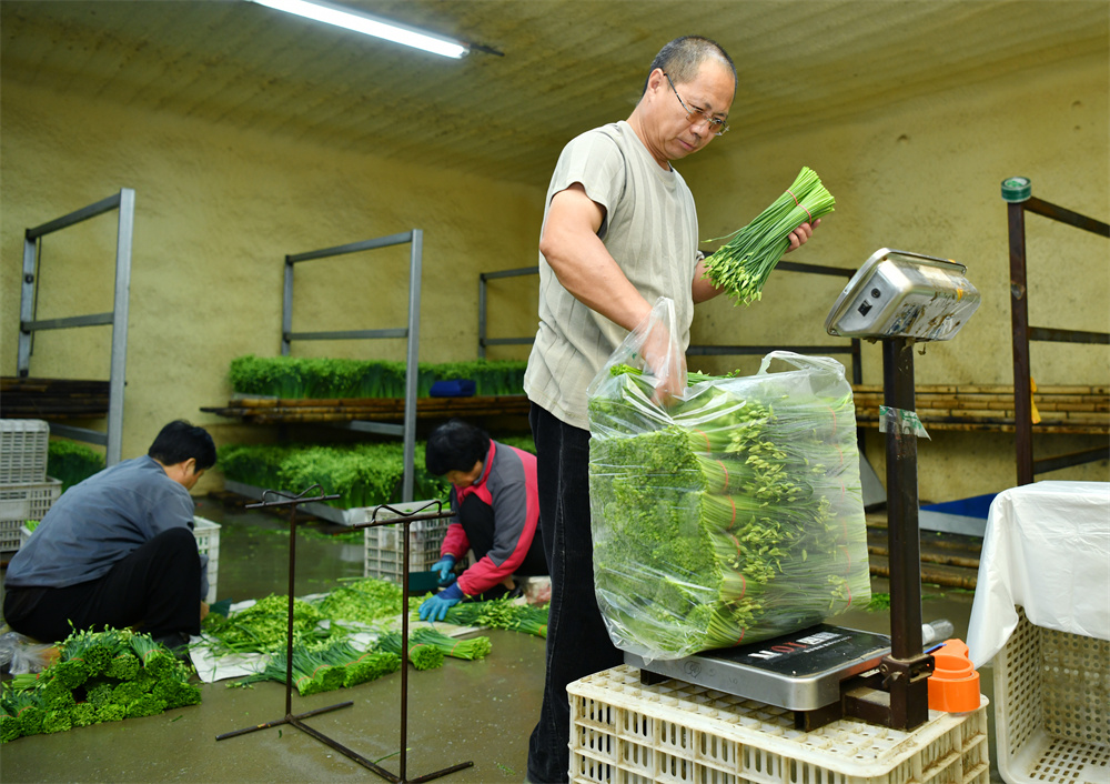 7月19日,工人在肅寧縣邵庄鄉朱庄村大眾蔬菜種植合作社韭苔打包車間工作。苑立偉攝