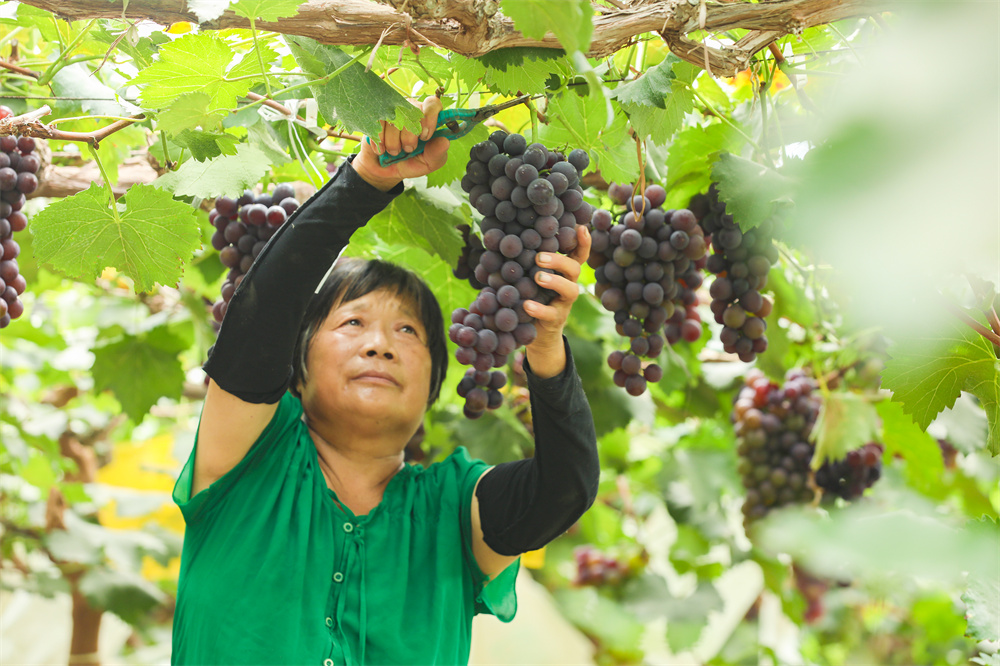 7月23日，競秀區一畝泉村葡萄大棚負責人朱立英正在採摘葡萄。馬涉川攝