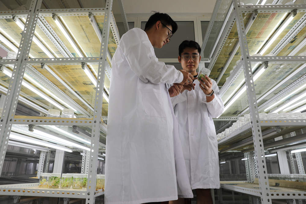 北京林业大学硕士研究生在沧县国家枣树良种基地实验室记录枣树培苗生长情况。田博摄