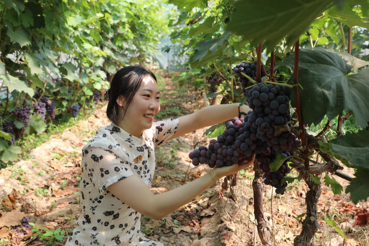 游客在采摘葡萄。徐梓钰摄