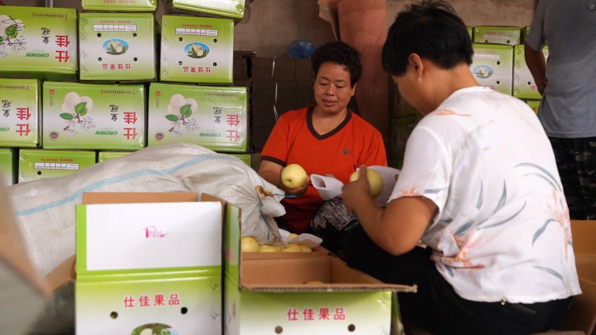 果農將採摘好的梨進行裝箱。李萌攝