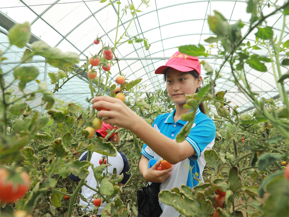 8月9日，學生體驗採摘番茄。安桐萱攝