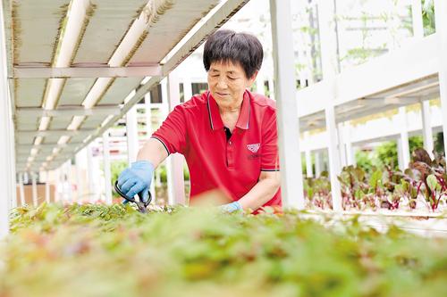 7月10日，石家庄市正定縣塔元庄村村民唐秀英在塔元庄同福鄉村振興示范園的智慧農場內打理蔬菜。本報記者 史晟全攝
