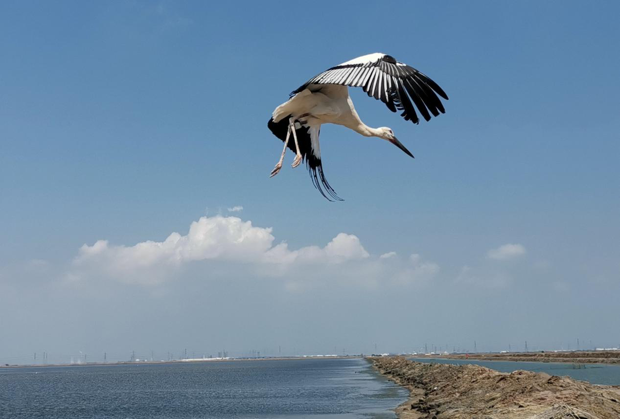 东方白鹳在海兴湿地上空飞舞。孟德荣摄