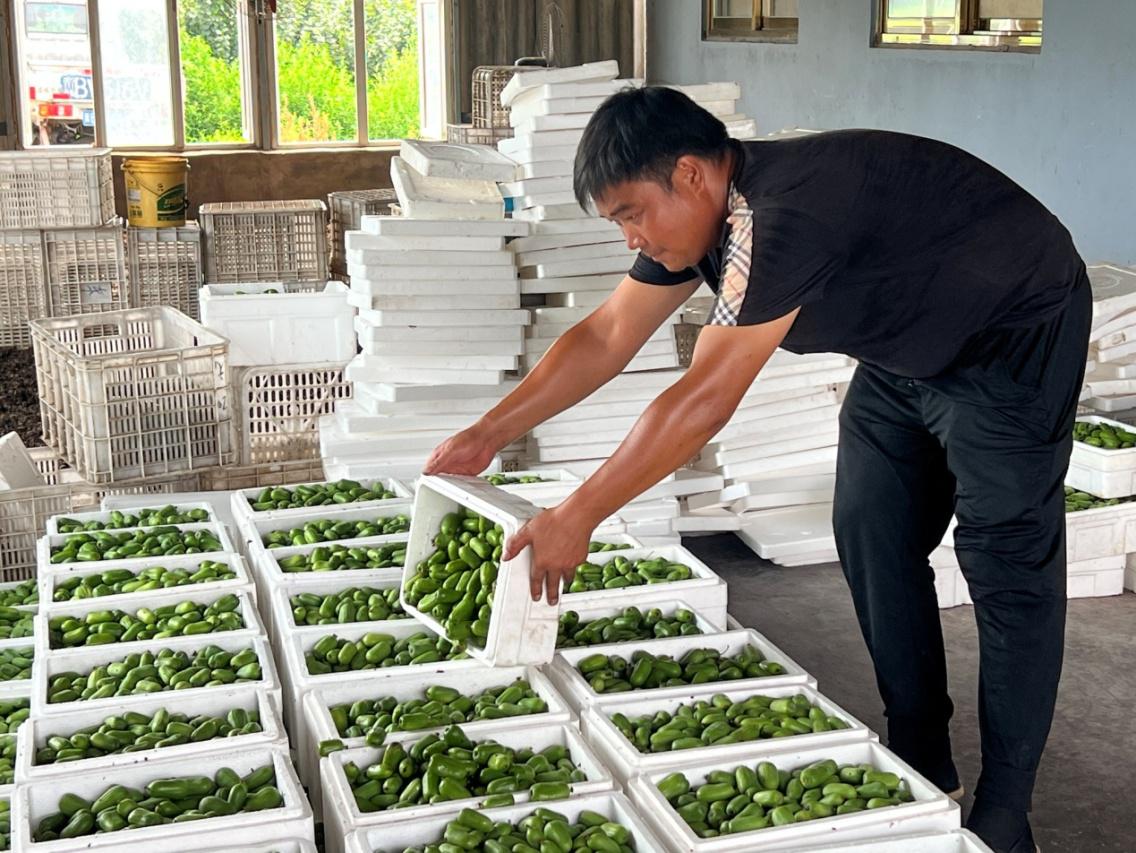 在河北省唐山市丰南区大新庄镇孙沙坨村种植基地内，农户正忙着打包、装箱软枣猕猴桃。王丹阳摄