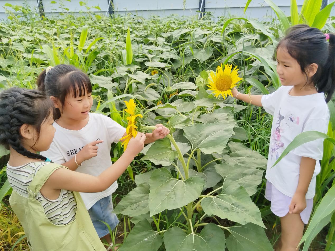 孩子们观察向日葵生长。尹阳年摄