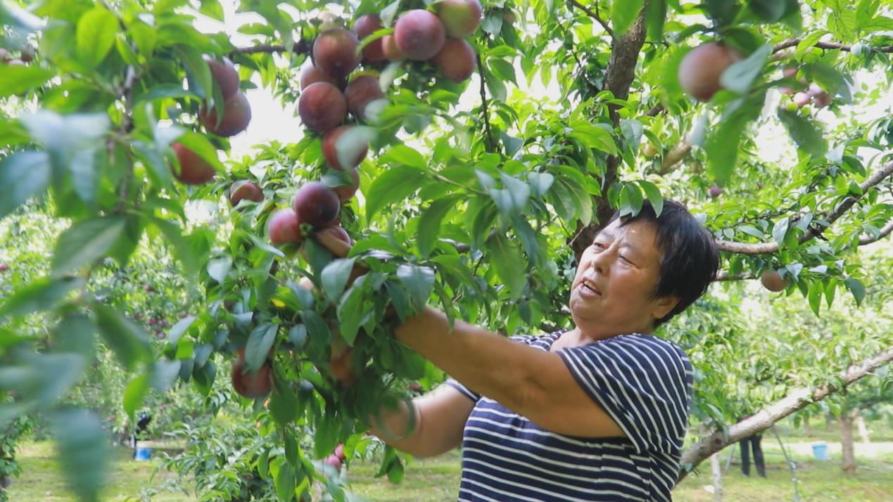 易縣北獨樂村果農正在採摘成熟的李子。郭恩橋攝