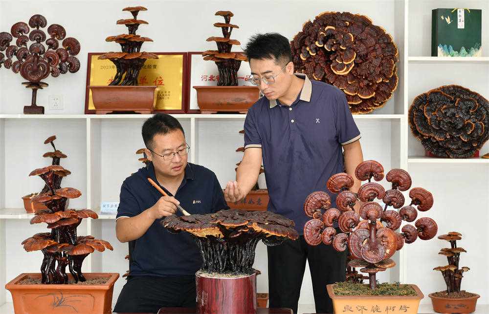 9月3日,韓子南(左)與韓子夜在展品室討論靈芝盆景制作技藝。苑立偉攝