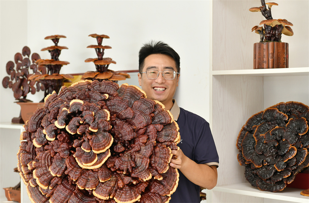 9月3日，韩子夜在展品室展示观赏灵芝。苑立伟摄