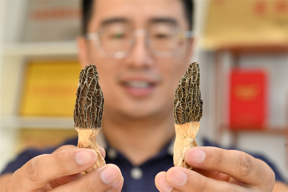 9月3日,韩子夜展示试种成功的羊肚菌成品。苑立伟摄