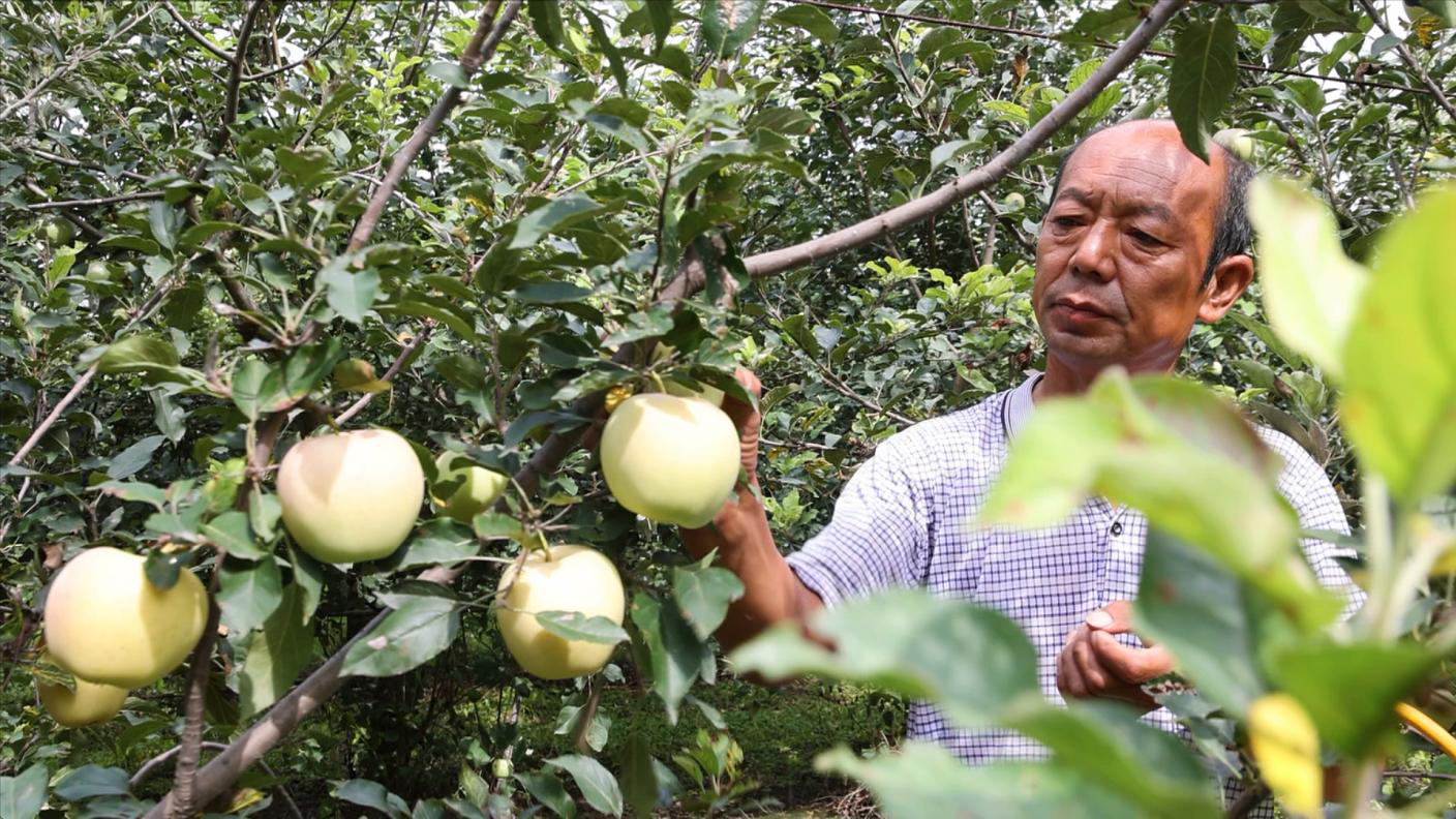 工人在果园内采摘成熟的苹果。赵宇摄
