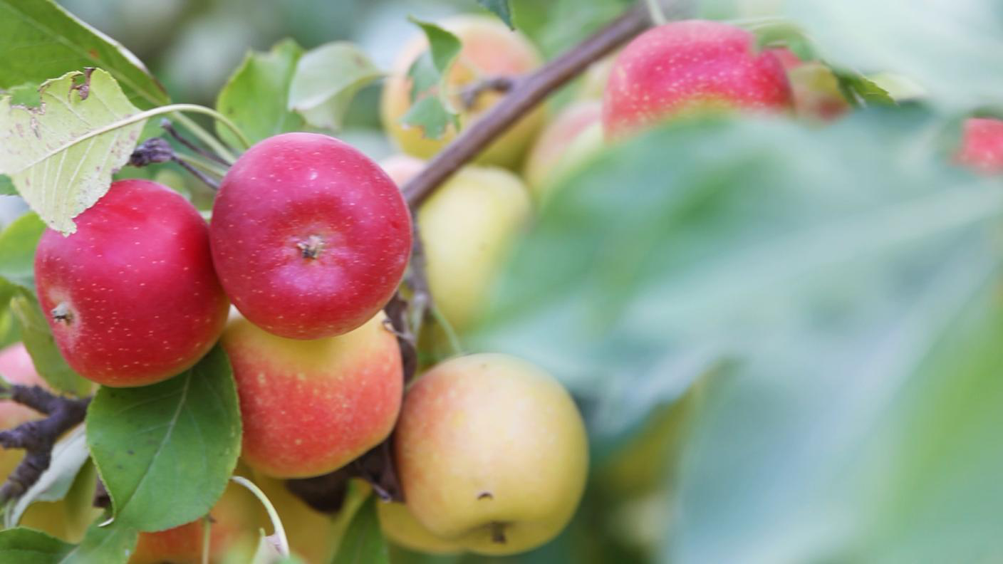 园区内种植的沙果。赵宇摄
