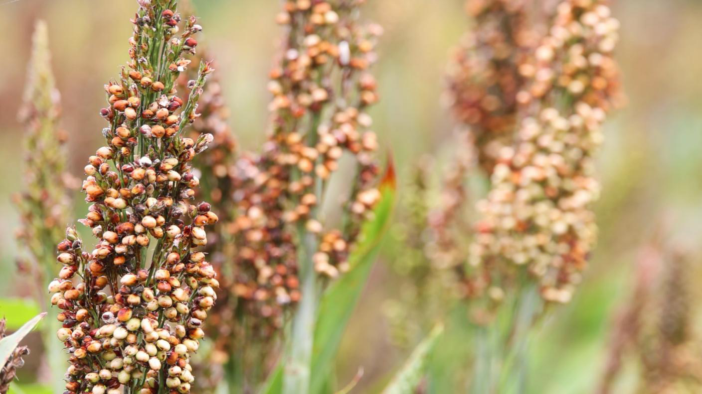 大运河畔种植的高粱。赵宇摄