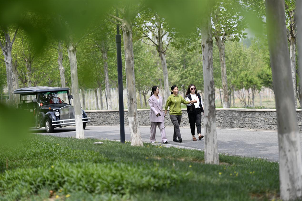 在河北省文安縣界圍農場魯能生態區，游客在觀光游玩。王暉攝