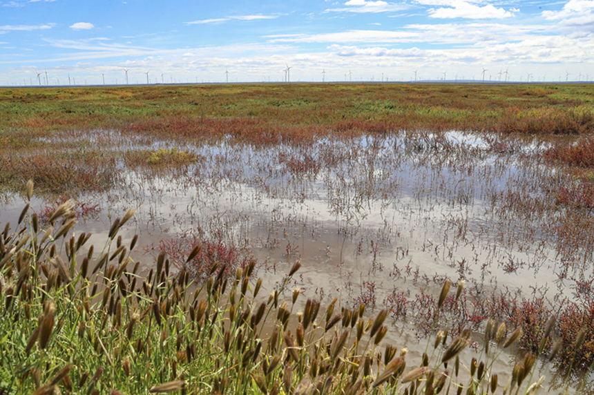 察汗淖尔湿地内水草丰美。武殿森摄
