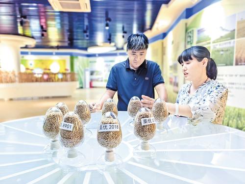 9月7日，在石家庄市藁城區農業科學研究所的“藁優麥”展廳，種糧大戶李國奇（左）和科研人員交流強筋麥的品種和產量。 本報記者 郝東偉攝