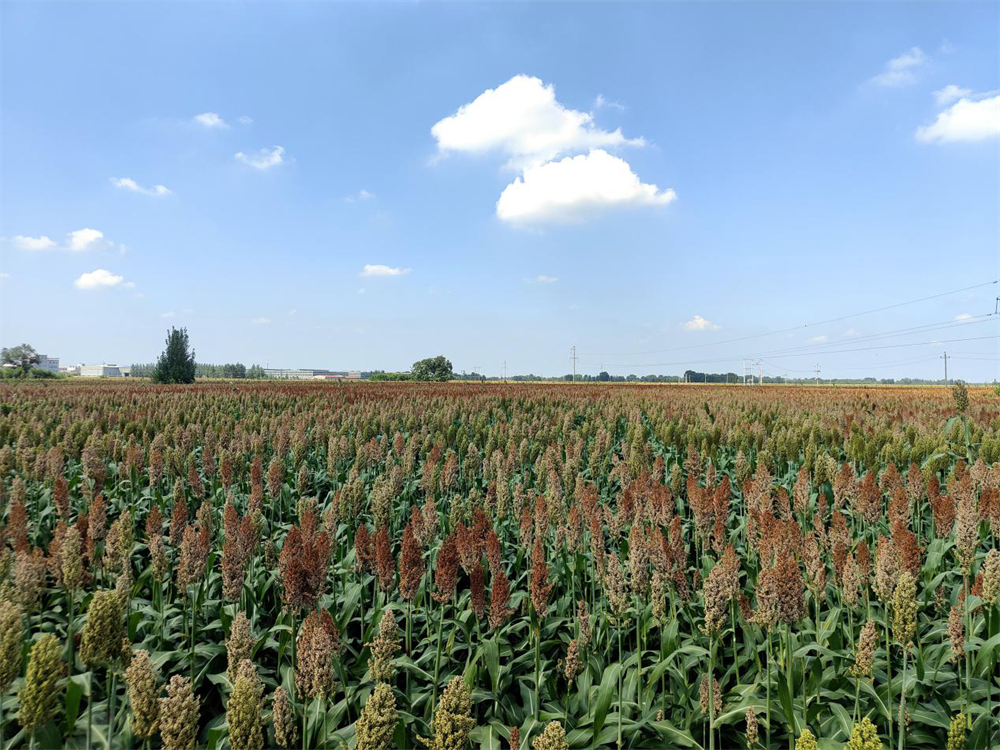 泊头市四营镇高粱种植基地丰收美景。梁军摄