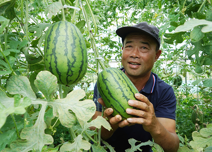 尚義縣農民喜獲豐收。李登峰攝