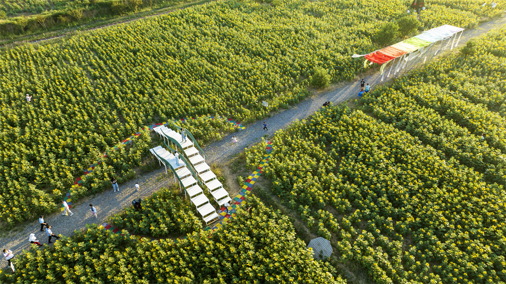 9月17日，河北省邯郸市复兴区二六七二街道东高河村，游客在千亩油葵花海中拍摄留念，驻足观赏。聂长青摄