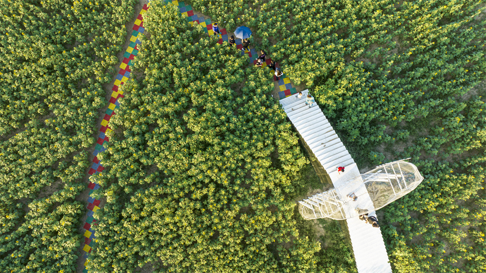 9月17日，河北省邯郸市复兴区二六七二街道东高河村，游客在千亩油葵花海中拍摄留念，驻足观赏。聂长青摄