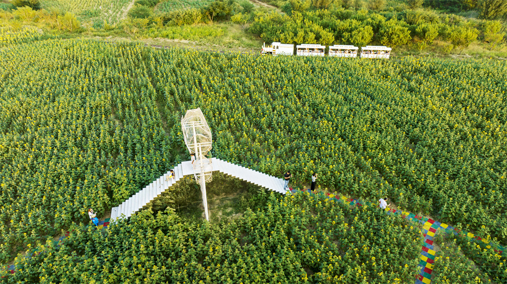 9月17日，河北省邯鄲市復興區二六七二街道東高河村，游客坐著小火車穿梭在千畝油葵花海中。聶長青攝