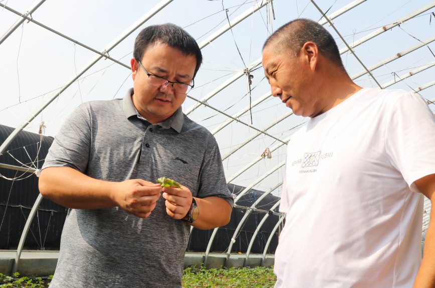 9月25日，农业科技特派员在田间向农户讲解草莓病害的特点。耿培轩摄