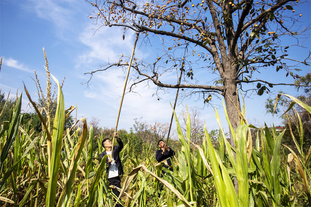 10月4日，河北省邯鄲市復興區康庄鄉藺家河村，紅彤彤的柿子挂滿枝頭，村民正忙著採摘柿子。聶長青攝