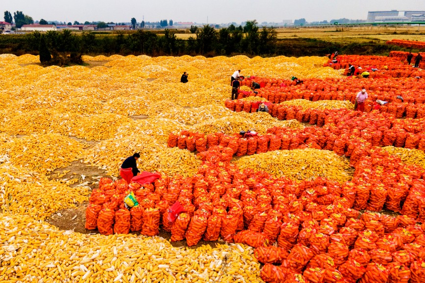 10月6日，高阳县野王村玖禾土地专业合作社玉米存储点，工人忙碌着将玉米穗装袋（航拍图）。范宝全摄