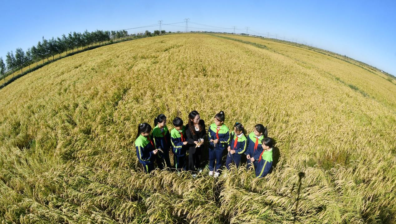 沧县兴济镇南堤学校师生在稻田开展研学活动。苑立伟摄