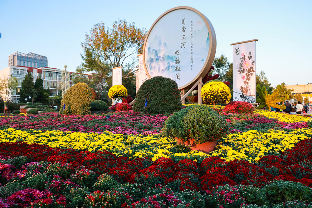 三河市人民公園內菊花展一隅。劉循平攝
