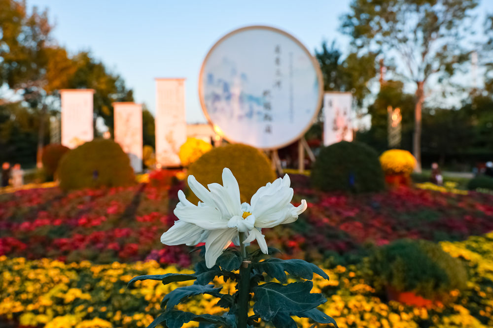 三河市人民公園內菊花展一隅。劉循平攝
